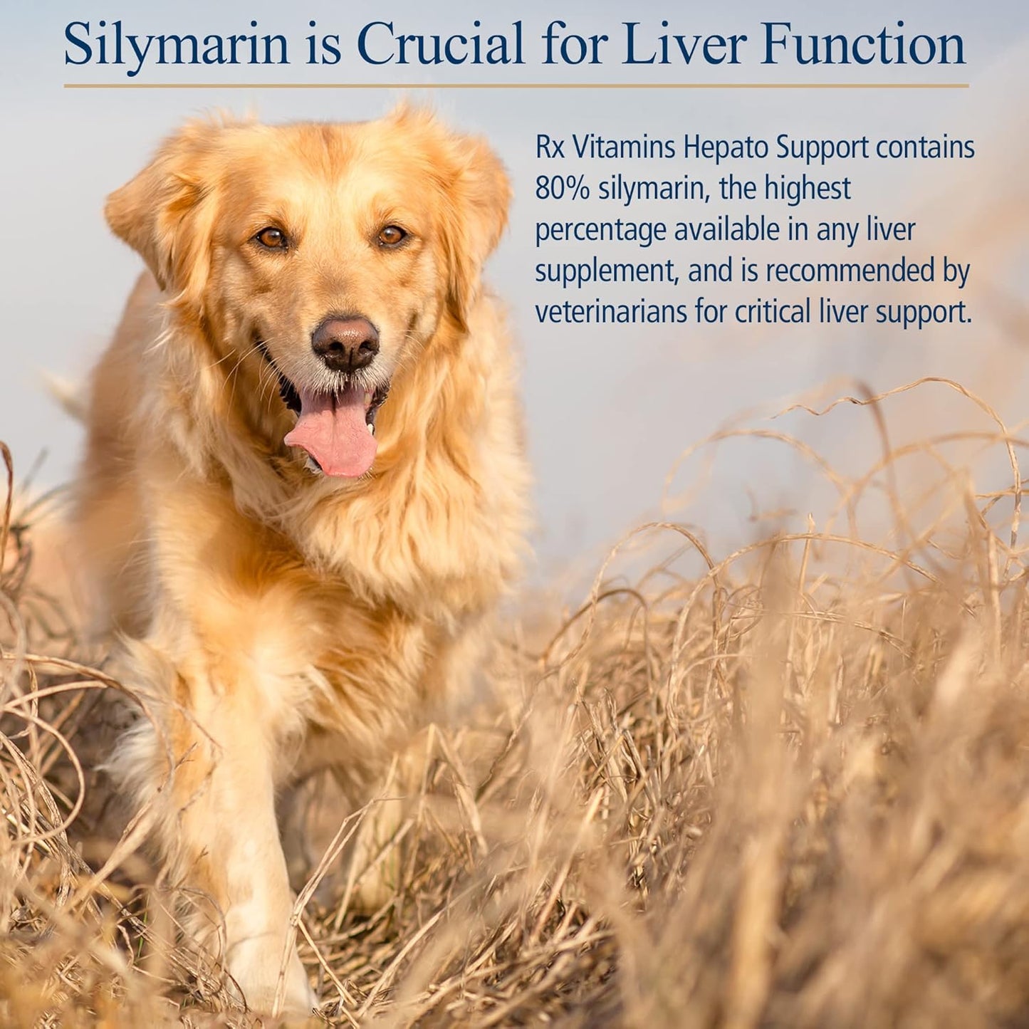 180 ct. Rx Vitamins Hepato Support Milk Thistle Supplement for Dogs & Cats - 100mg Silymarin Capsules for Healthy Liver Function in Pets