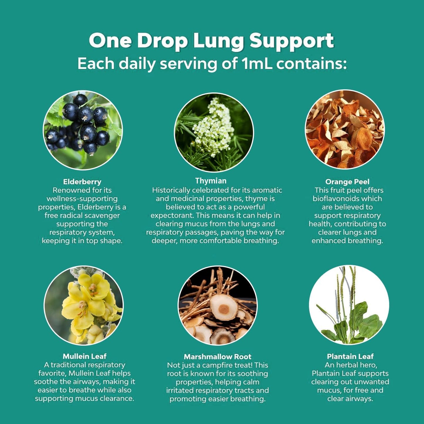 2 Pack Mullein Leaf Extract Drops for Lung Cleanse - Non-GMO, Vegetarian Formula for Healthy Breathing & Respiratory Support