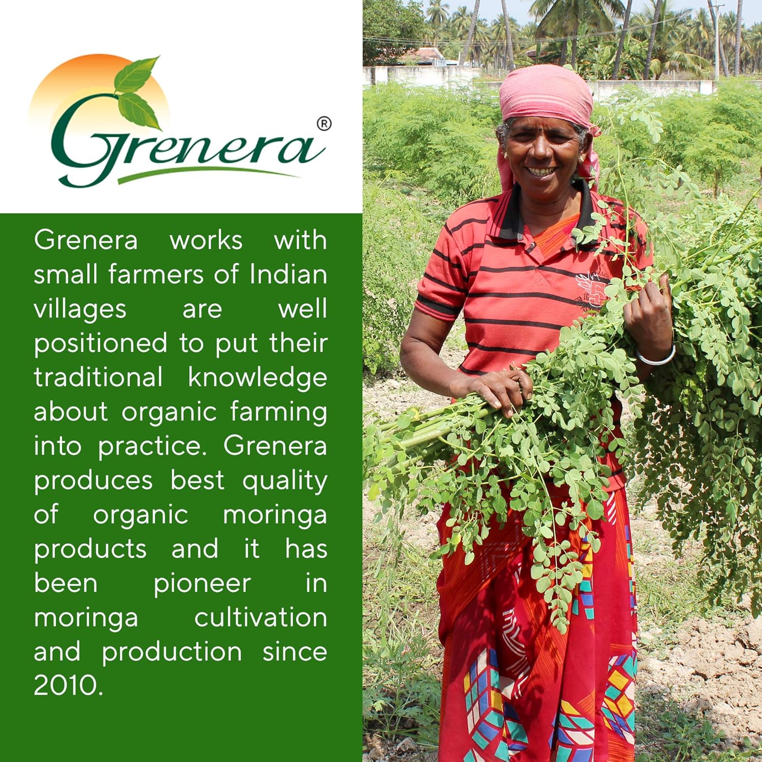 240 Uncoated Grenera Moringa Tablets - Pure Malunggay Herbal Supplement, Green Superfood, Lab Tested for Purity, No Chemical Coating