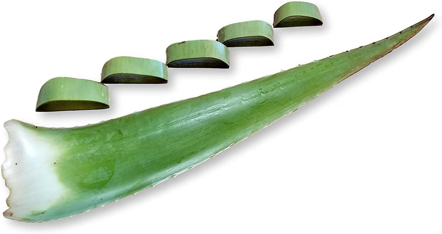 3 lb Bundle of Organic Extra Large Aloe Vera Barbadensis Green Leaves