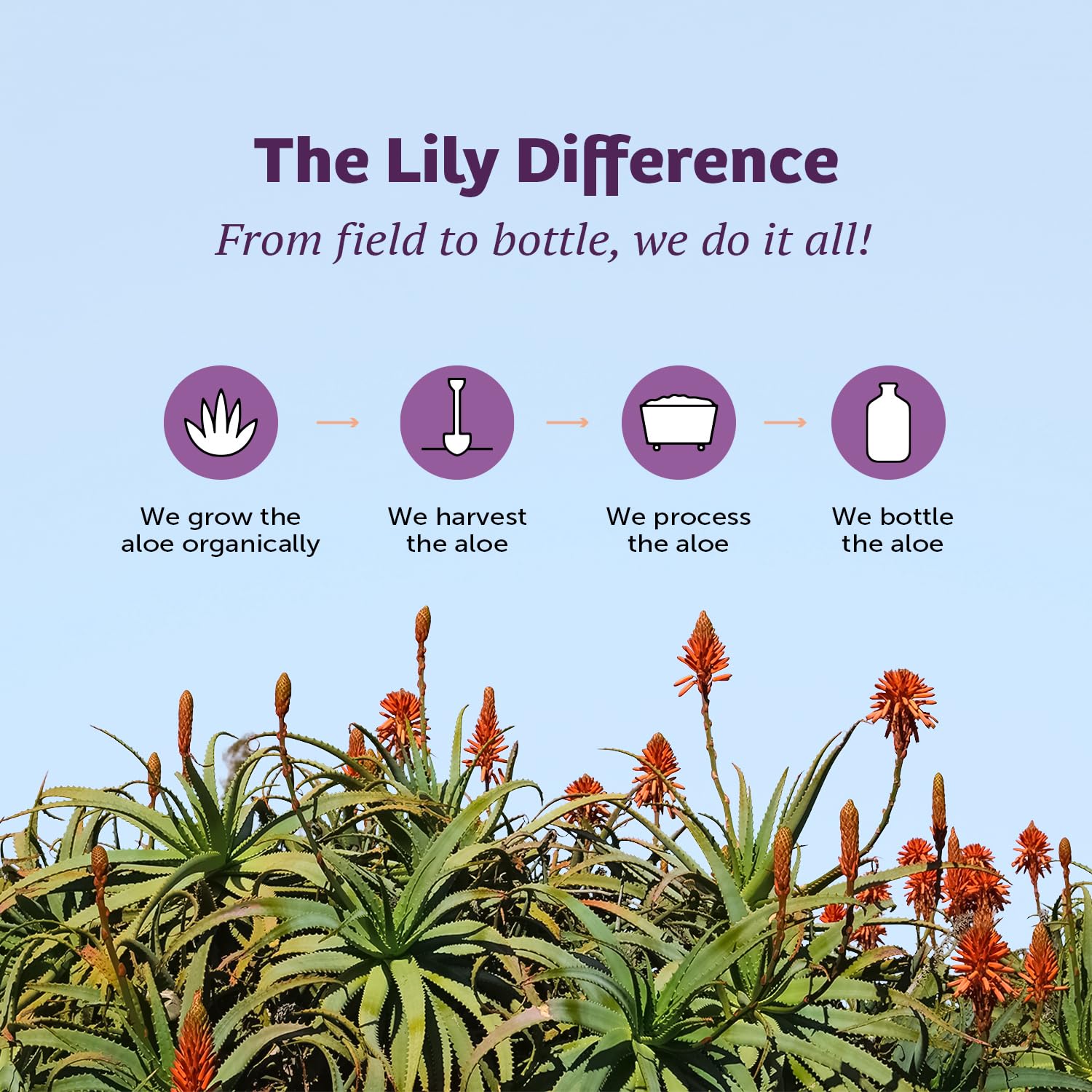 32 Fl Oz Lily of the Desert Aloe Vera Juice - Non-GMO Whole Leaf Filtered Aloe Drink with Digestive Enzymes for Gut Health, Skin, Wellness