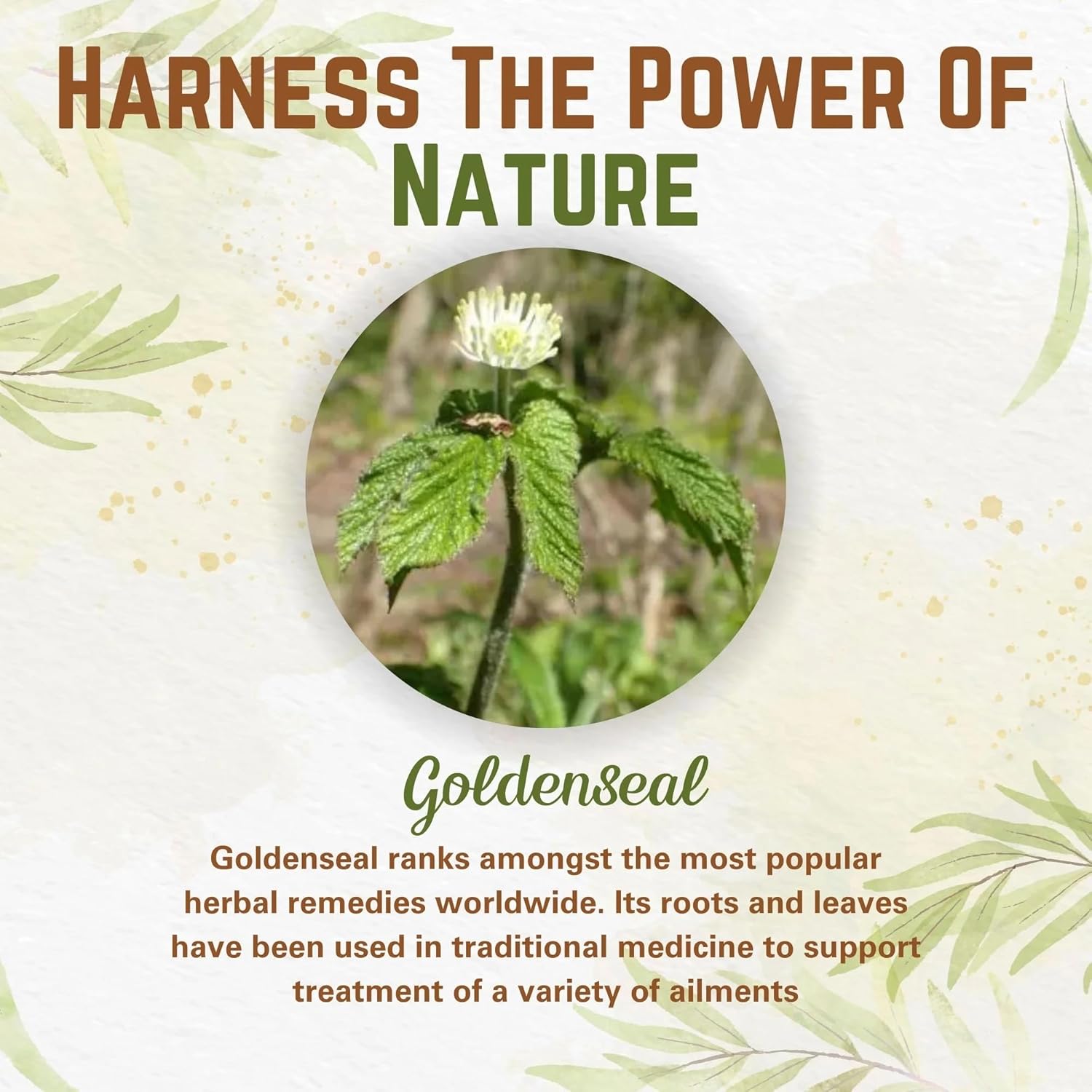 3.5 oz of Certified Organic Goldenseal Root Powder, 100 Servings, Premium Quality, Lab Tested