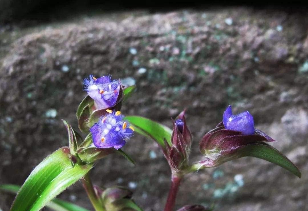 3.55 Oz Cyanotis Ecdysone Extract Powder - 98% Ecdysterone & Dioscin Formula for Muscle Growth