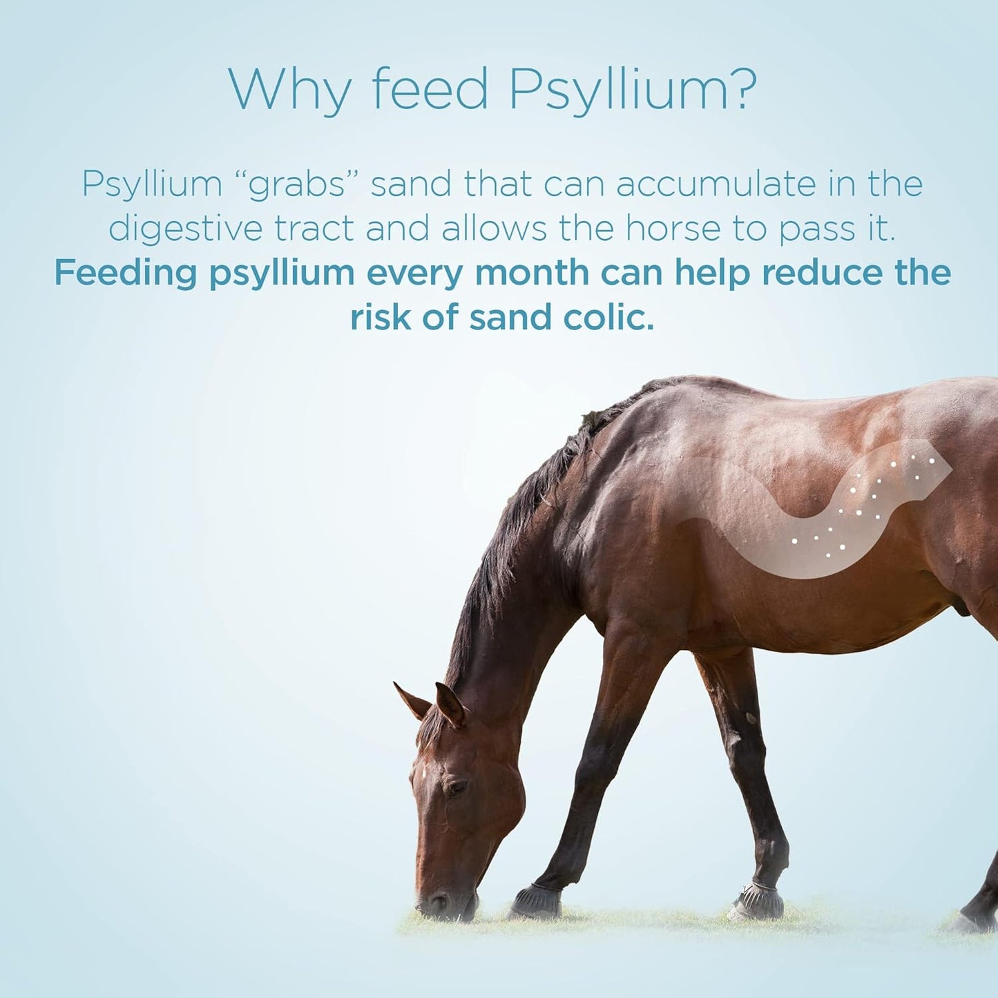 3lb Jar of Formula 707 Psyllium Pellets Equine Supplement - 12 Days Supply
