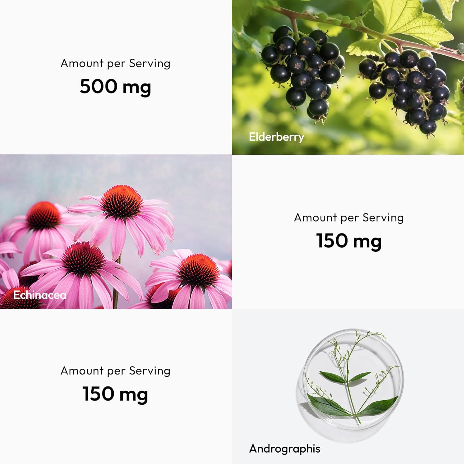 60 Capsules BigVita Immune Support Booster Supplement with Elderberry, Echinacea, Vitamin C, Andrographis, Zinc, Magnesium Oxide, and Selenium for Immune Defense