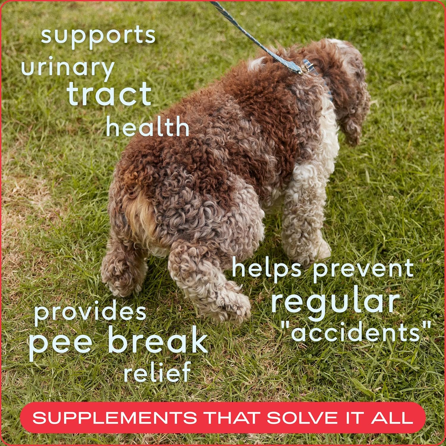 60 Chicken Cranberry Chews for Dog & Cat UTI - Natural UTI Treatment - Bladder Control & Pet Health Support - Urinary Tract Infection Relief
