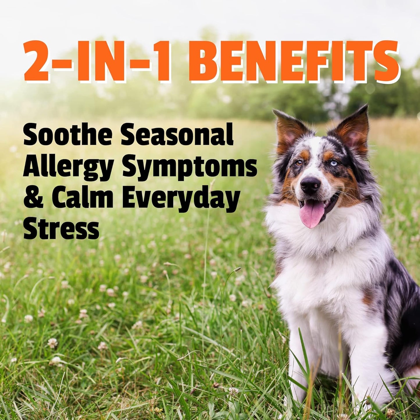 60 Count Duck Flavored Soft Chew Allergy Plus Calming Supplement for Dogs by Pet Naturals