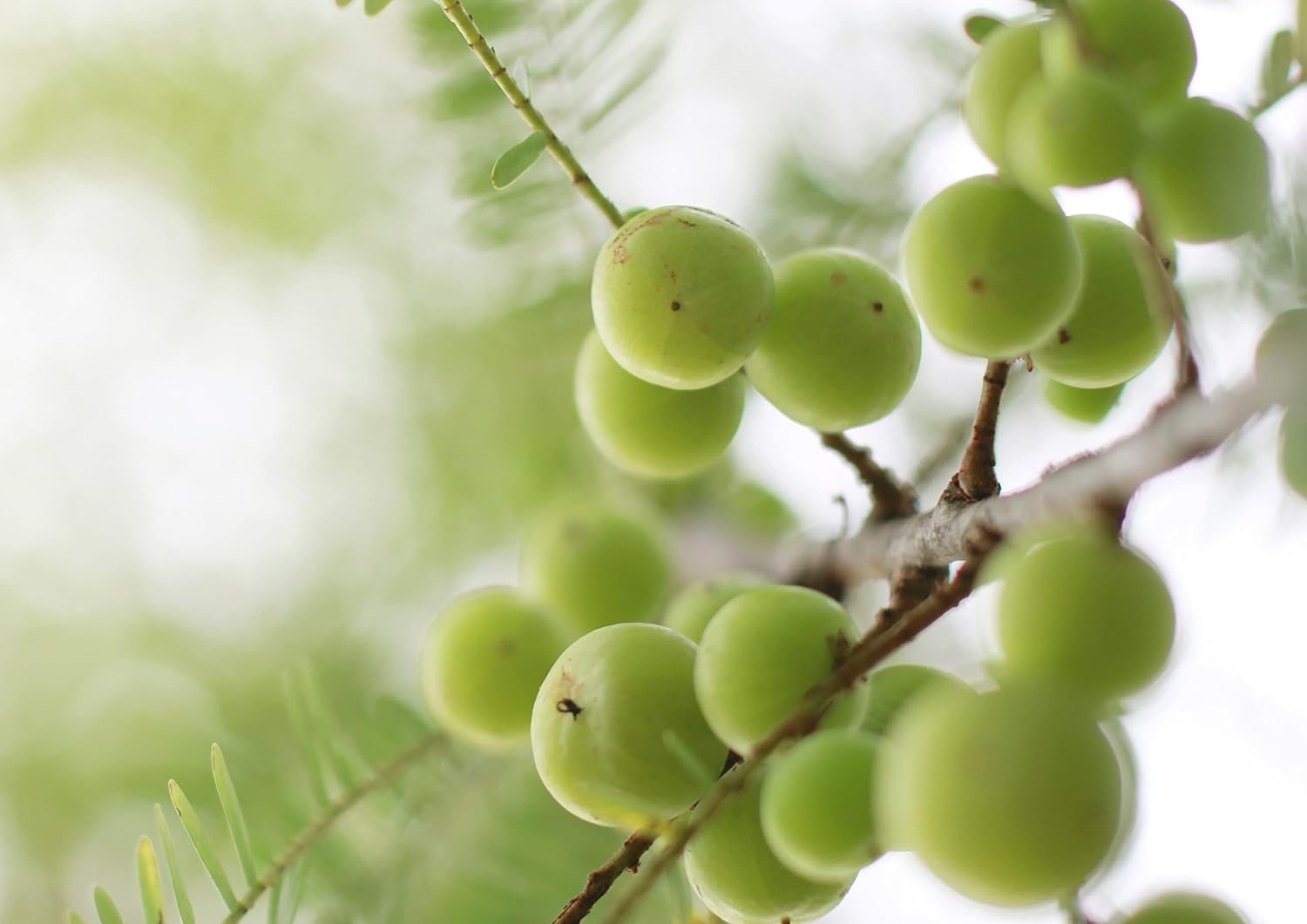 8 Oz Non-GMO Organic Amla Berry Powder (Amalaki) - Raw & Pure Indian Gooseberry - Rich in Antioxidants & Vitamin C - Ideal for Smoothies, Shakes, Yogurt, Juices - Kosher & Vegan Friendly