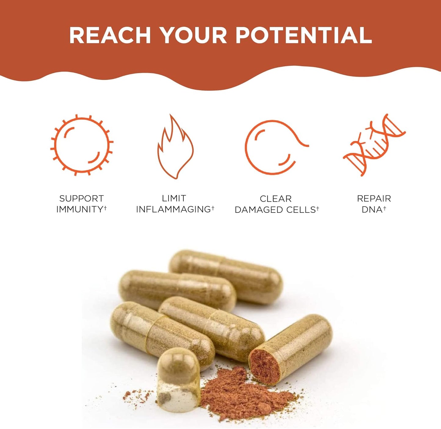 AC-11 Immunity Bundle - Anti-Aging & Immune Boost Supplement - High Absorption Liquid Formula