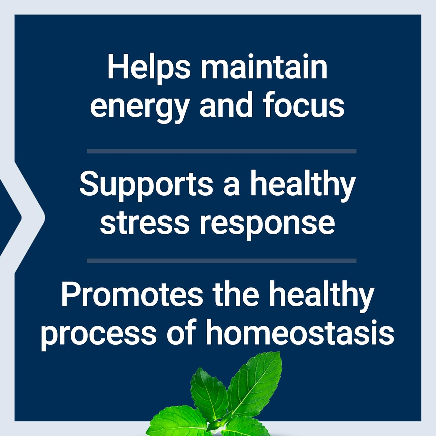 Adrenal Energy Formula to Combat Stress with Holy Basil, Cordyceps, Bacopa, and Ashwagandha - 60 Capsules, Gluten-Free, Non-GMO, Vegetarian