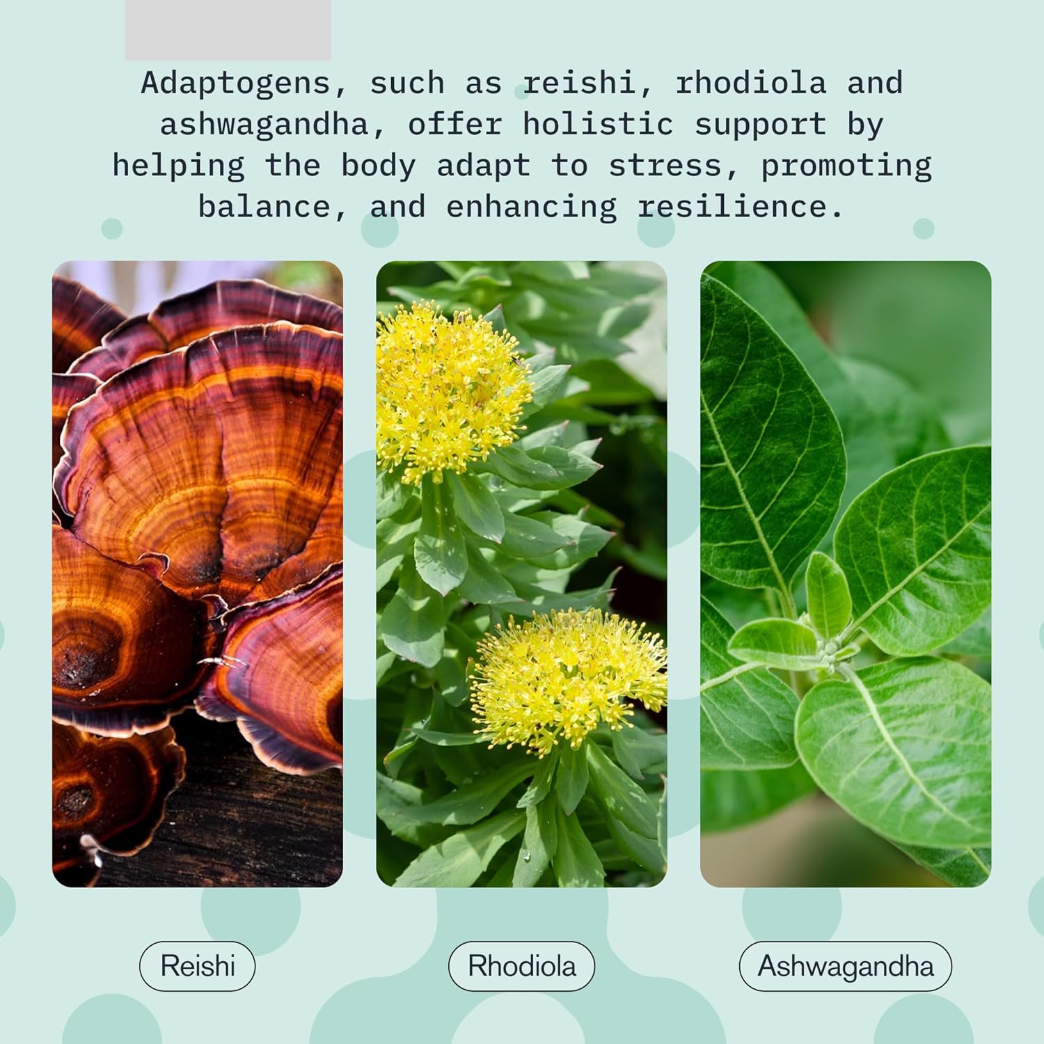 Advanced Nanoscience Relax Drink 3 Pack for Stress Relief with Ashwagandha, Rhodiola Rosea, & Reishi Mushroom - Berry Hibiscus Flavor 2oz