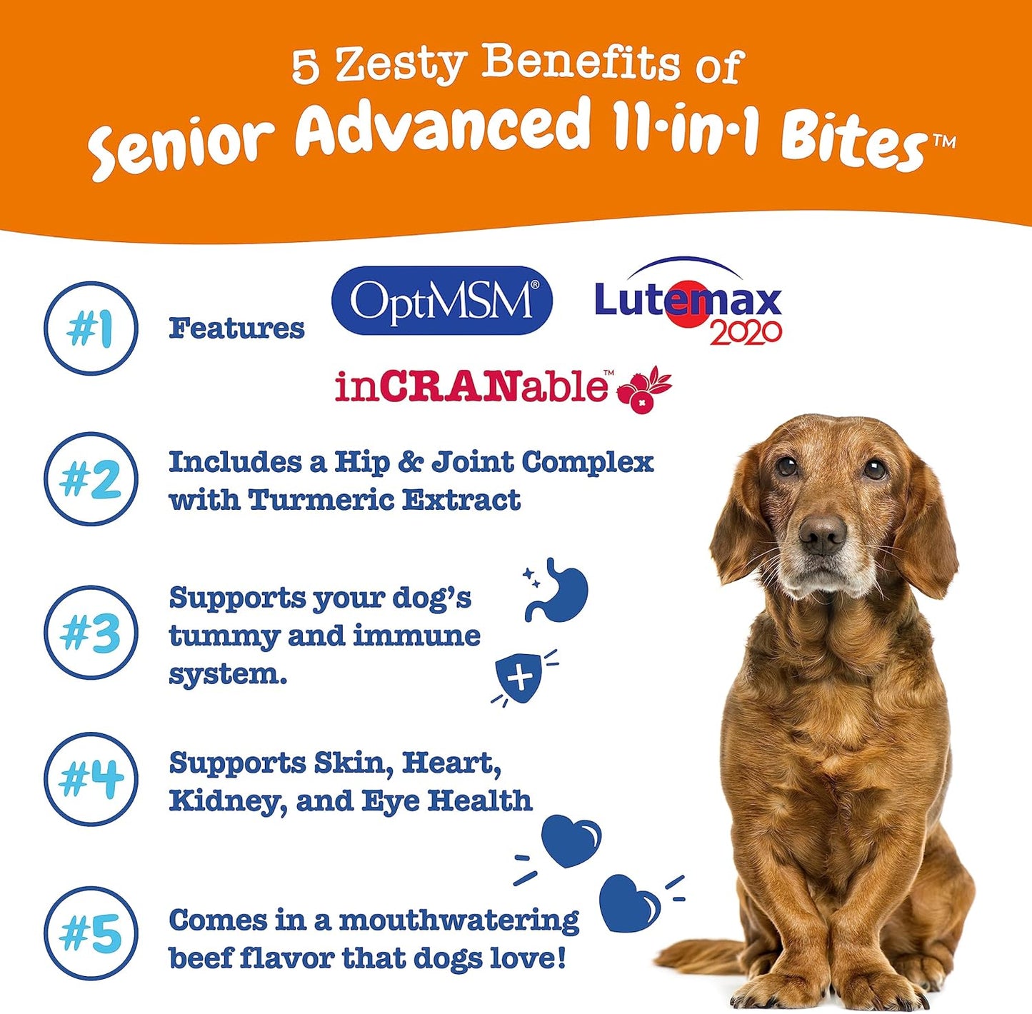 Advanced Senior Dog Multivitamin Treats with Glucosamine, Probiotics, and Enzymes - Grain-Free - Beef Flavor - 90 Count