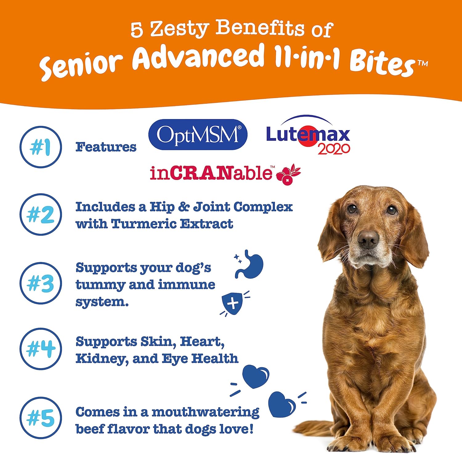 Advanced Senior Dog Multivitamin Treats with Glucosamine, Probiotics, and Enzymes - Grain-Free - Beef Flavor - 90 Count