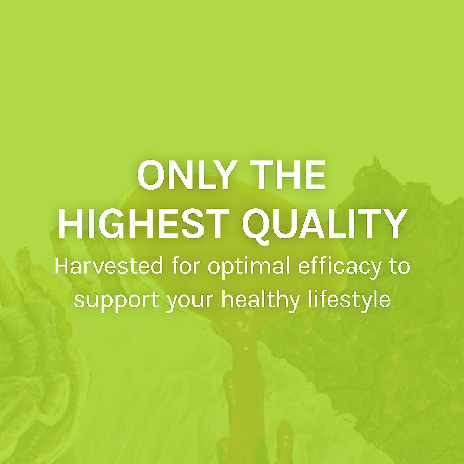 Agarikon Mushroom Capsules for Immune System Support - Herbal Dietary Supplement - 60 Capsules