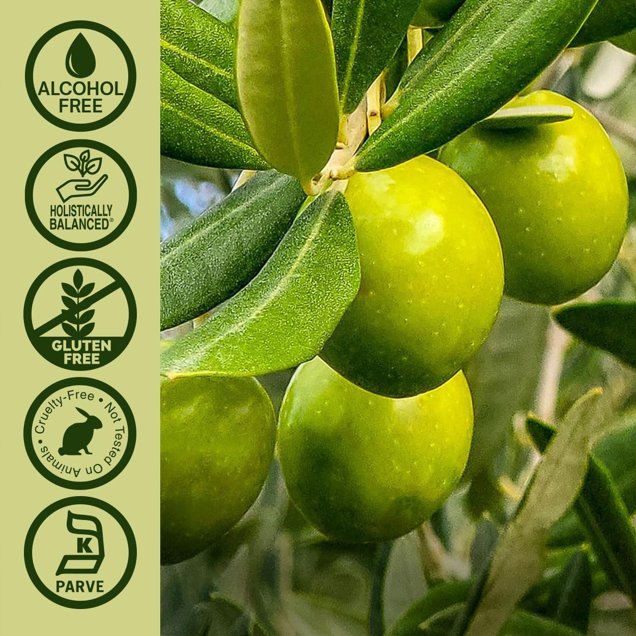 Alcohol-Free Olive Leaf Extract for Wellness, Non-GMO, Vegan, Gluten-Free, Made in USA - 2 Ounce