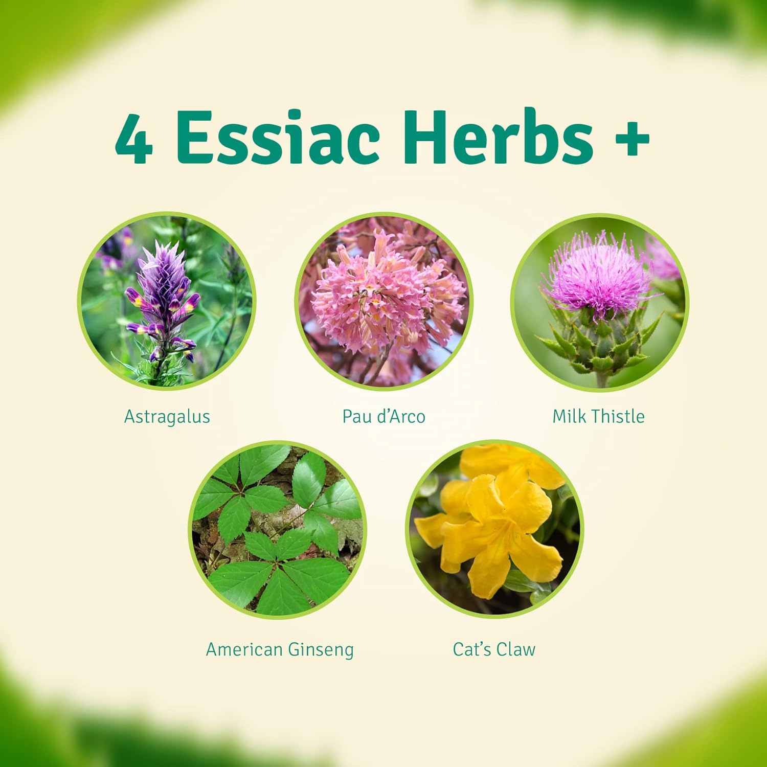 Aloe Life Detox Plus Formula - Aloe Vera Cleanse for Digestive Health, Concentrated Herbal Tonic for Gut Detox & Wellness (32 oz.)