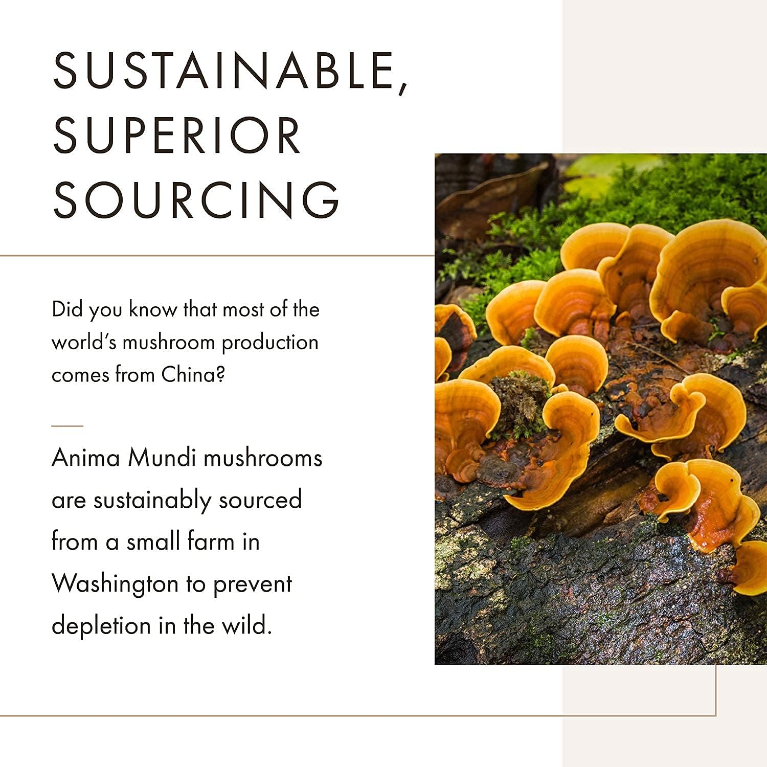 Anima Mundi Apothecary Soma 7 Mushroom Adaptogenic Elixir - Immune Support Tincture with Reishi, Chaga, Lions Mane, and Cordyceps - Vegan Liquid Extract (2oz)