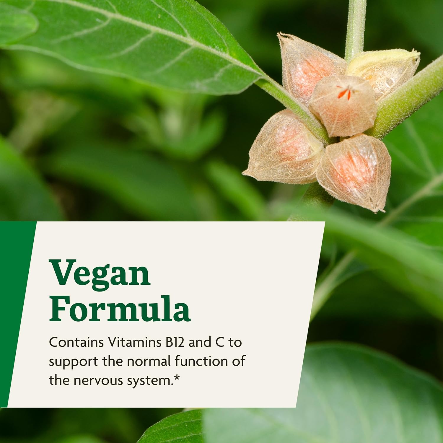Ashwagandha Liquid Herbal Supplement with Vitamin C & B12 - Stress Support Formula - Vegan & Non-GMO - 8.5 fl oz