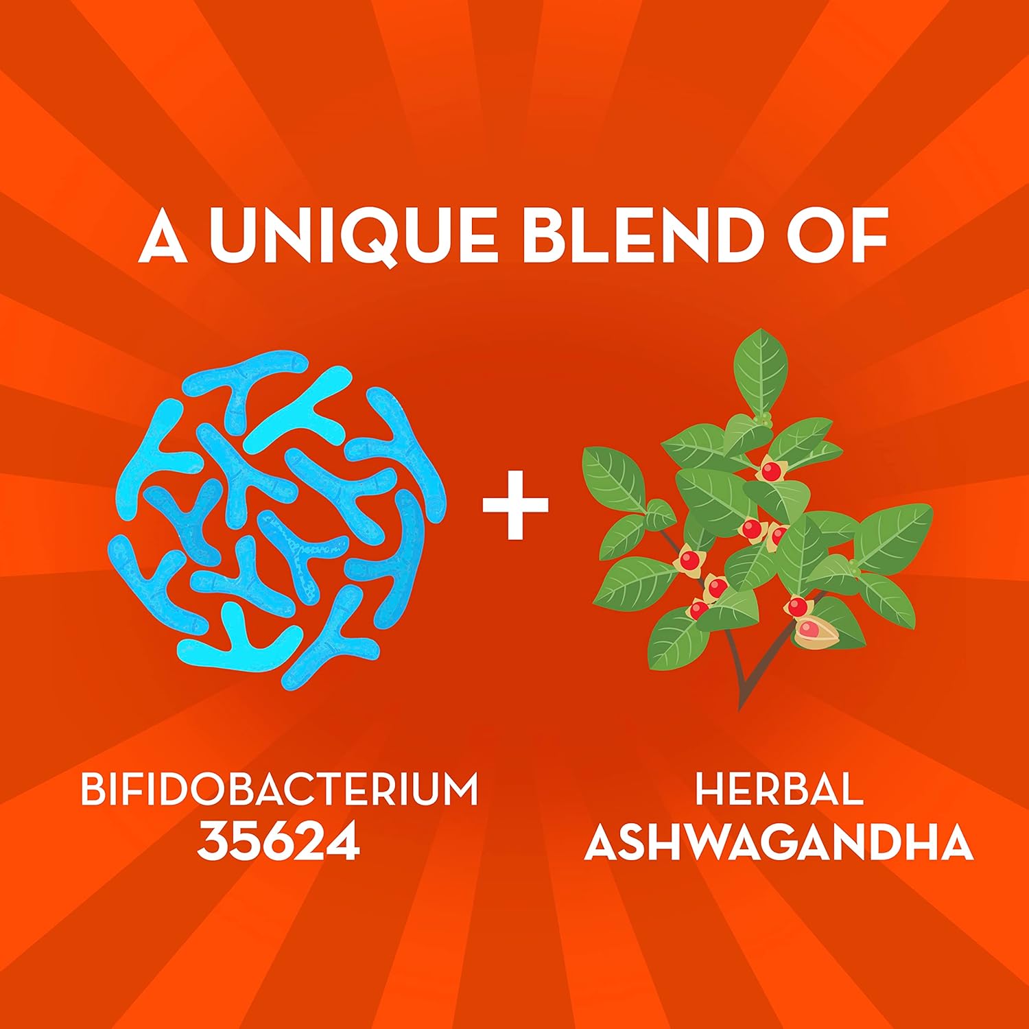 Ashwagandha Probiotic for Women and Men, Digestive Support with Stress Relief, Gluten-Free, Soy-Free, Vegetarian, 21 Capsules
