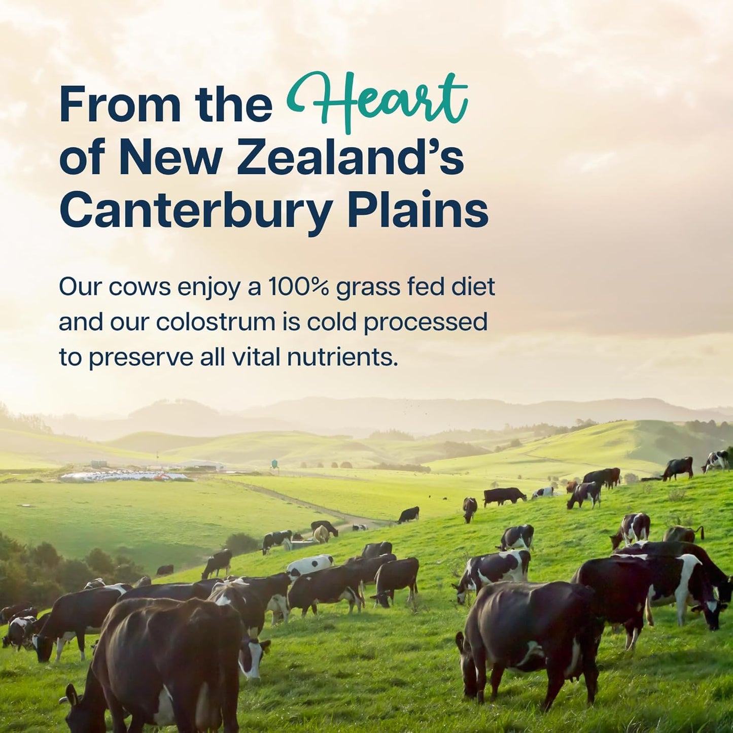 Baese Nutrition 4000mg Bovine Colostrum Powder Supplement with Probiotics - Unflavored Immunity Support for Kids & Adults (132g)