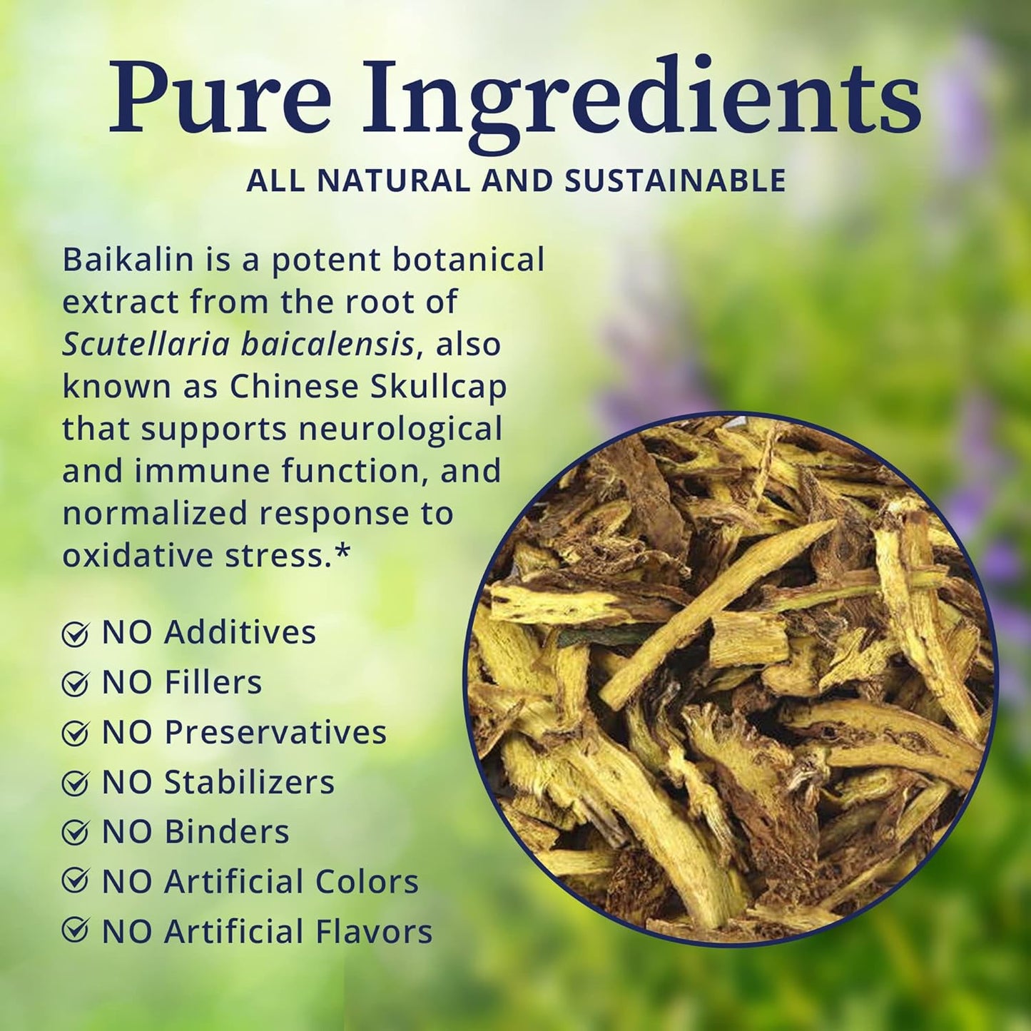 Baikalin Herb Extract Powder for Neurological & Immune Support - Chinese Skullcap Root Extract for Stress Management & Wellness - 50g