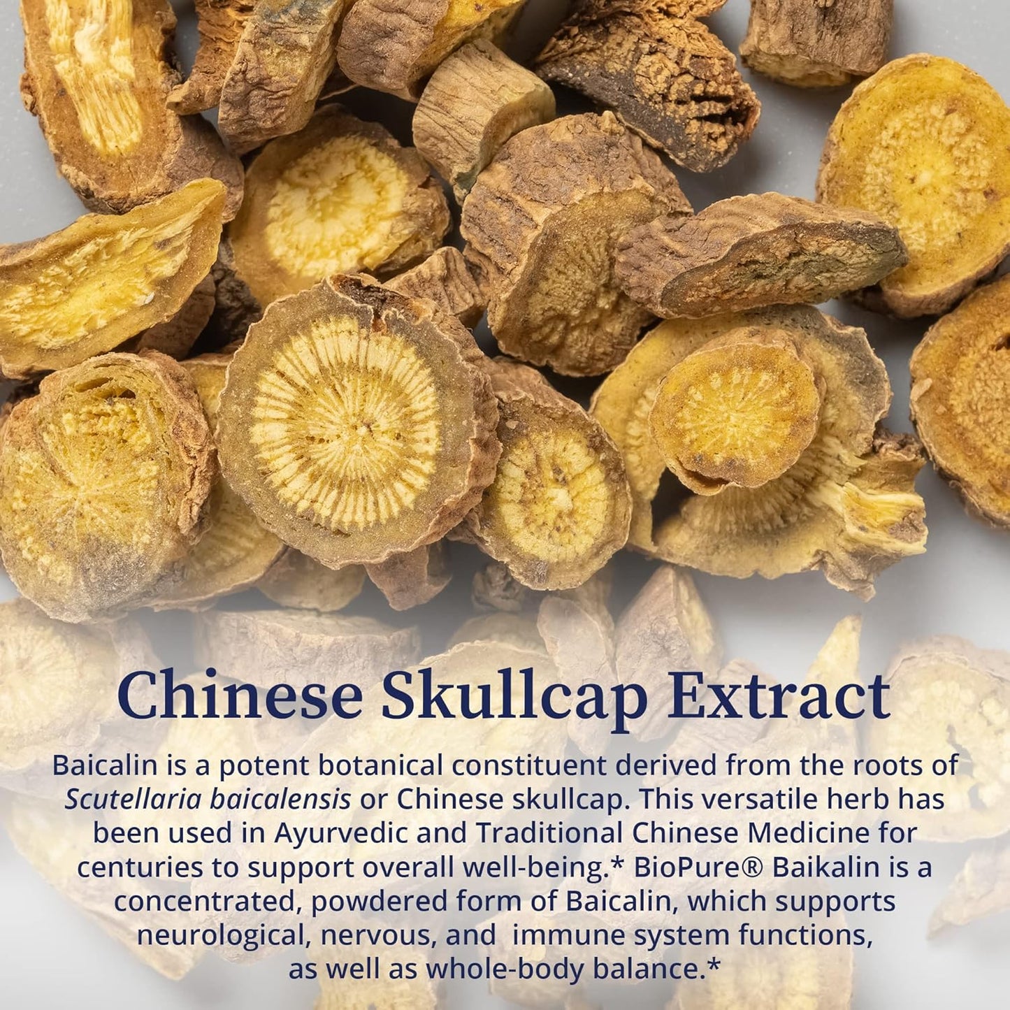 Baikalin Herb Extract Powder for Neurological & Immune Support - Chinese Skullcap Root Extract for Stress Management & Wellness - 50g
