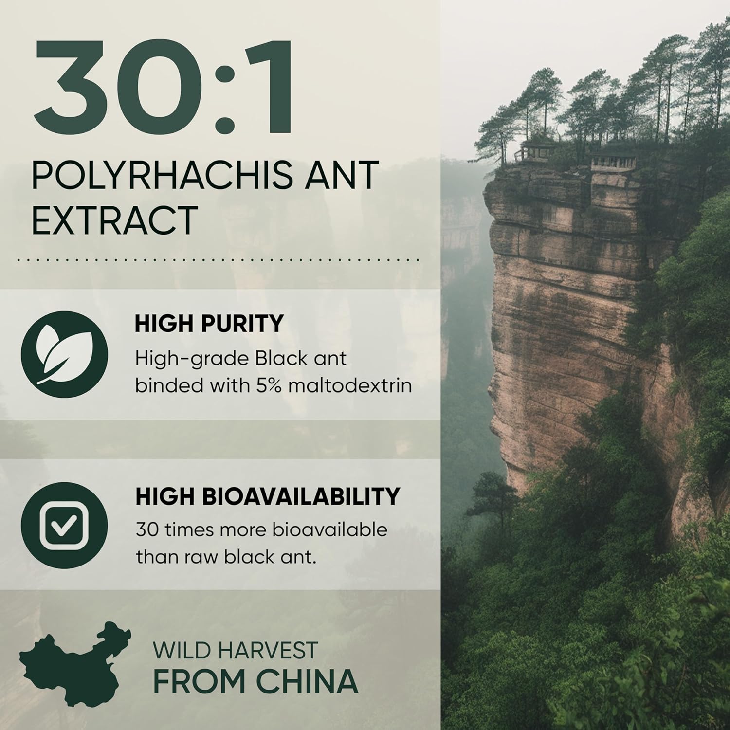 Black Ant Extract Powder 30:1 Concentration - 5 oz Pure Polyrhachis Black Ant Supplement - 94 Servings - Changbai Mountain Ant Mens Health Support
