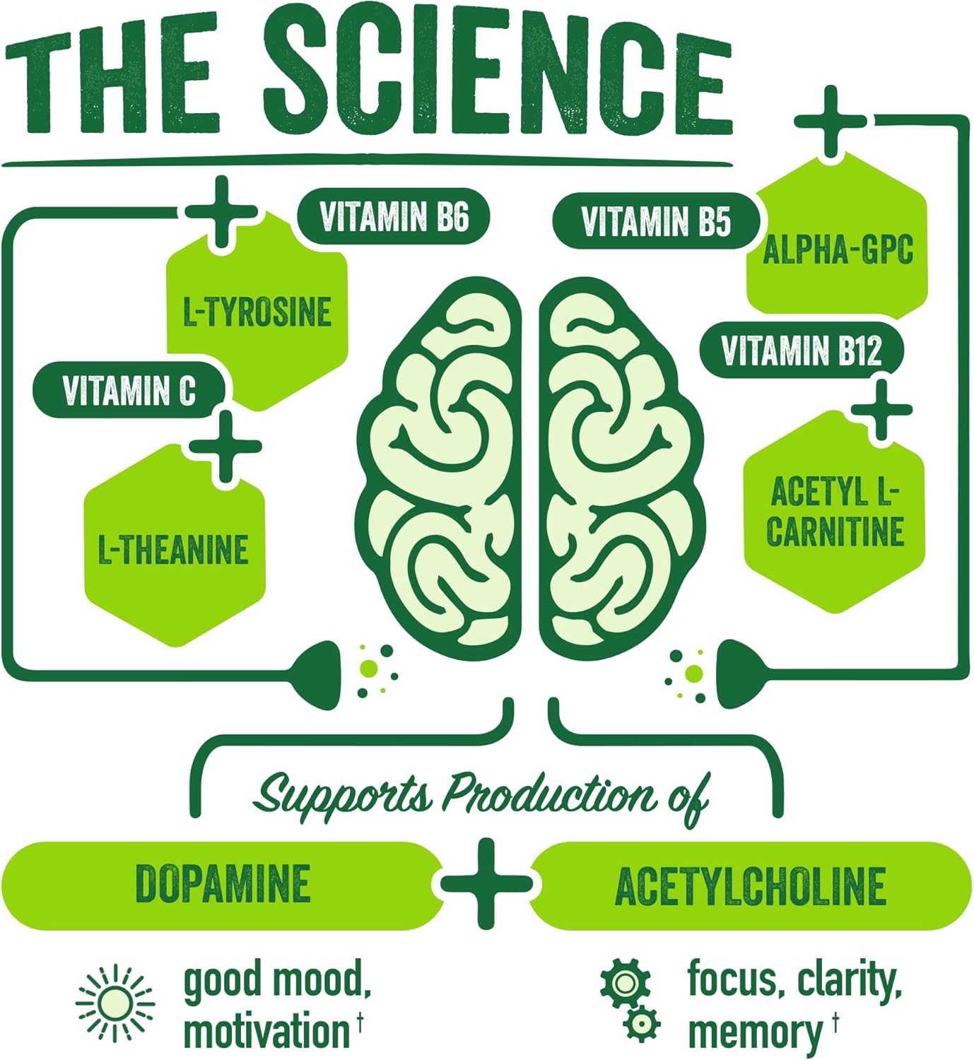 BrainJuice Brain Support Shot, Gluten Free Energy & Focus Supplement with Alpha GPC, Vitamin B, and Green Tea Extract, 2.5 fl oz Shots - 12 Pack