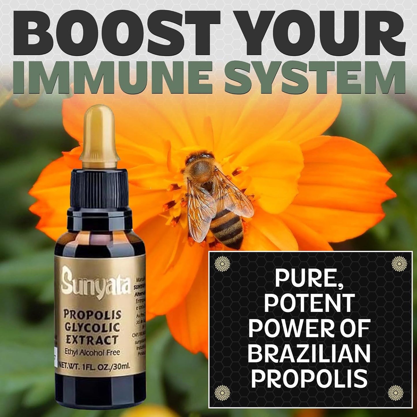 Brazilian Green Bee Propolis Liquid Extract - Sunyata No Alcohol - 30ML (1 Pack) - Pure and Potent Immune Support