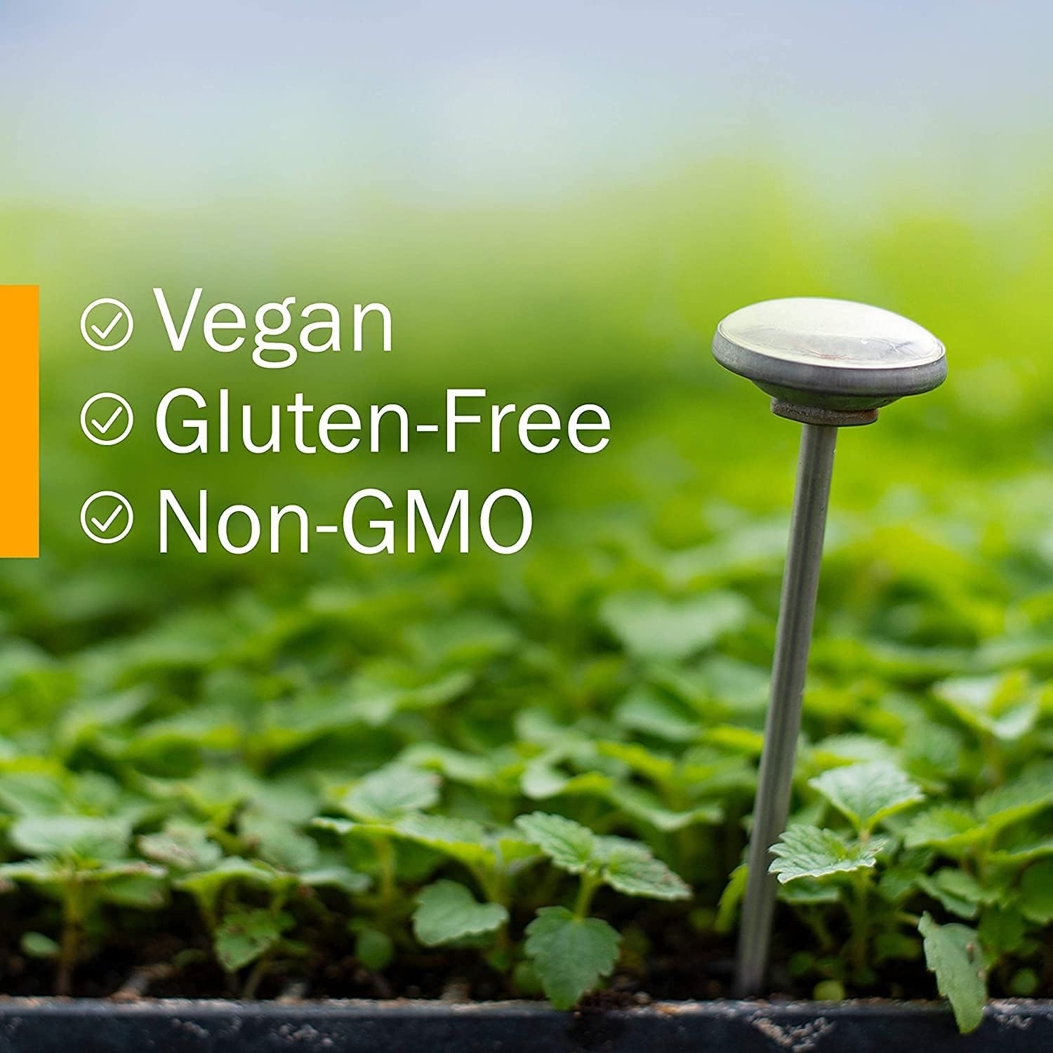 Burdock Blend Liquid Extract for Cleansing & Detox - 4 oz by Herb Pharm