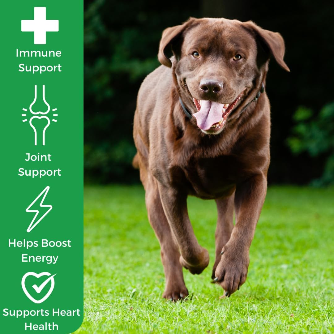 Canine Immune Support Chew - Boosts Immunity & Vitality with Colostrum, Resveratrol, Astragalus, & Medicinal Mushrooms - Daily Supplement for Dogs