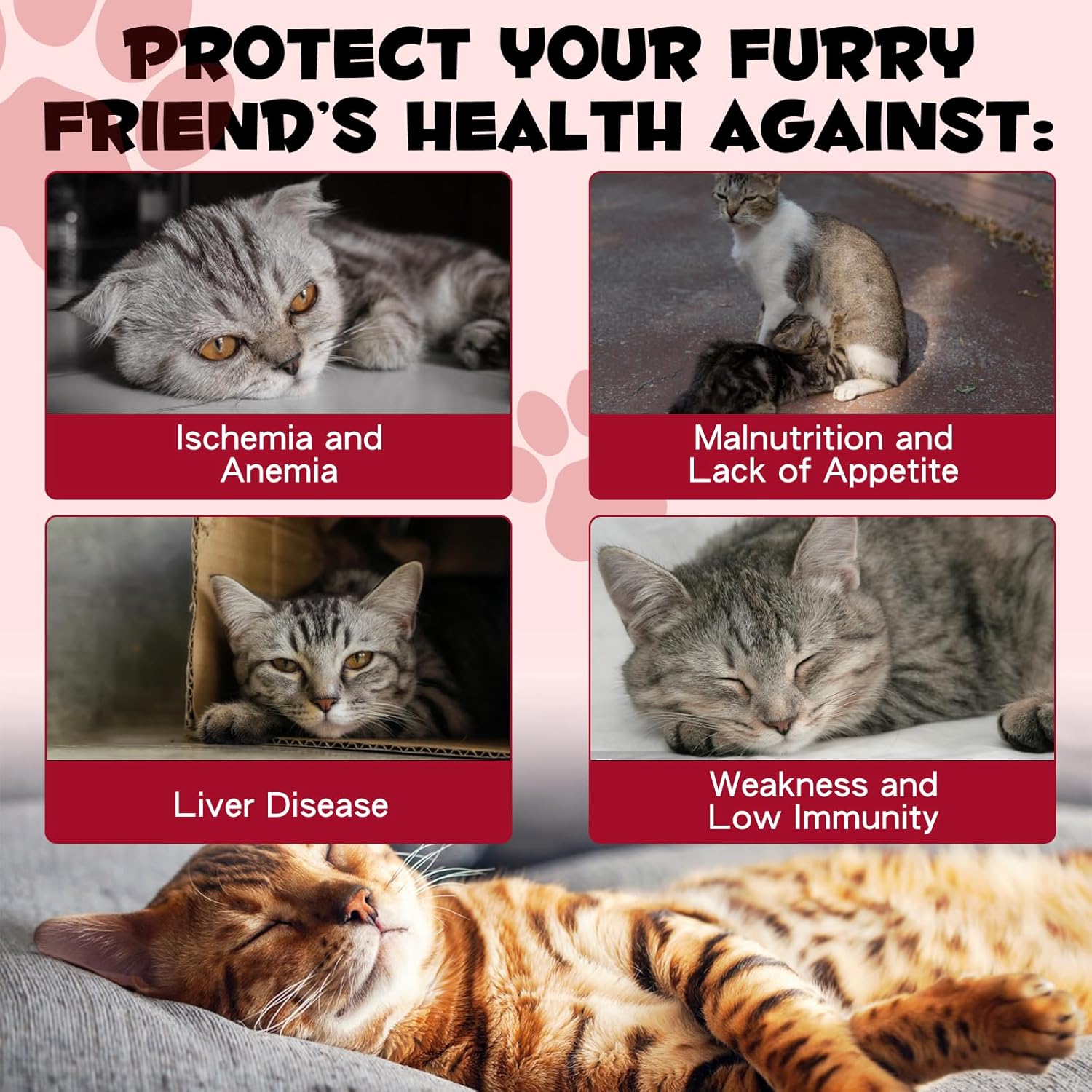Caramel Flavored Liquid Iron Drops for Cats - Supports Anemia & Lethargy, Boost Energy Levels & Vitality - Cat Vitamin Supplement - 2 fl. oz.