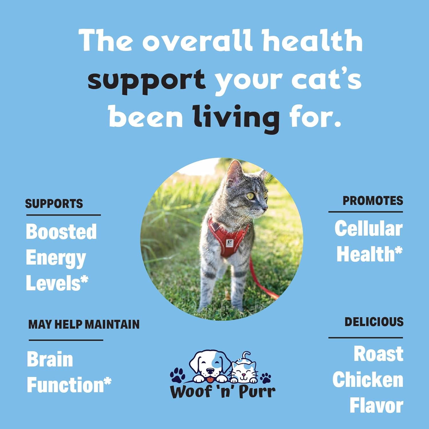 Cat Multivitamin for Healthy Skin, Coat, & Joints - Indoor Cat & Kitten Vitamin Supplement for Immune Support & Longevity - 1oz