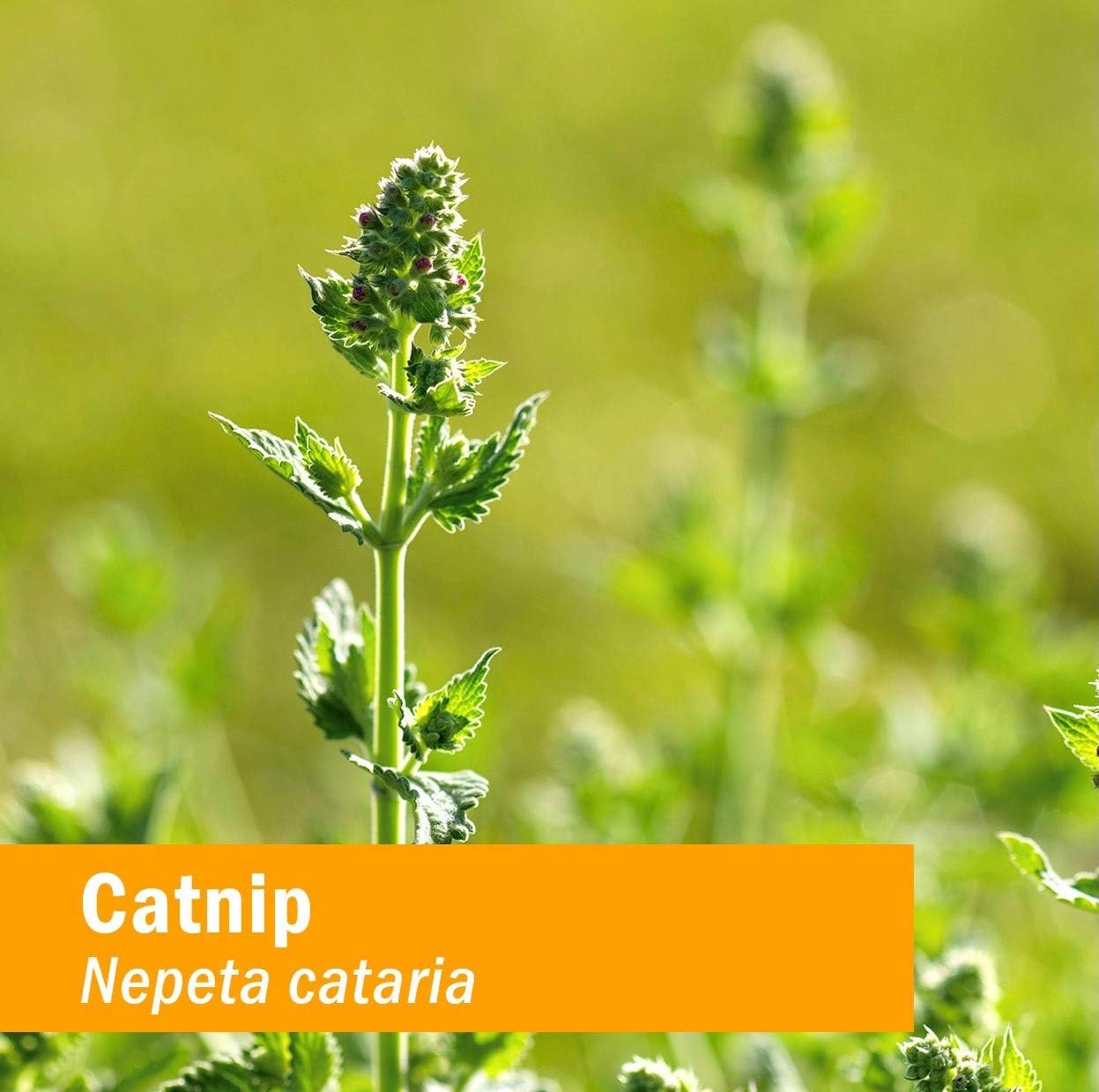 Certified Organic Catnip Liquid Extract by Herb Pharm - Calms Nervous System, 1 Fl Oz