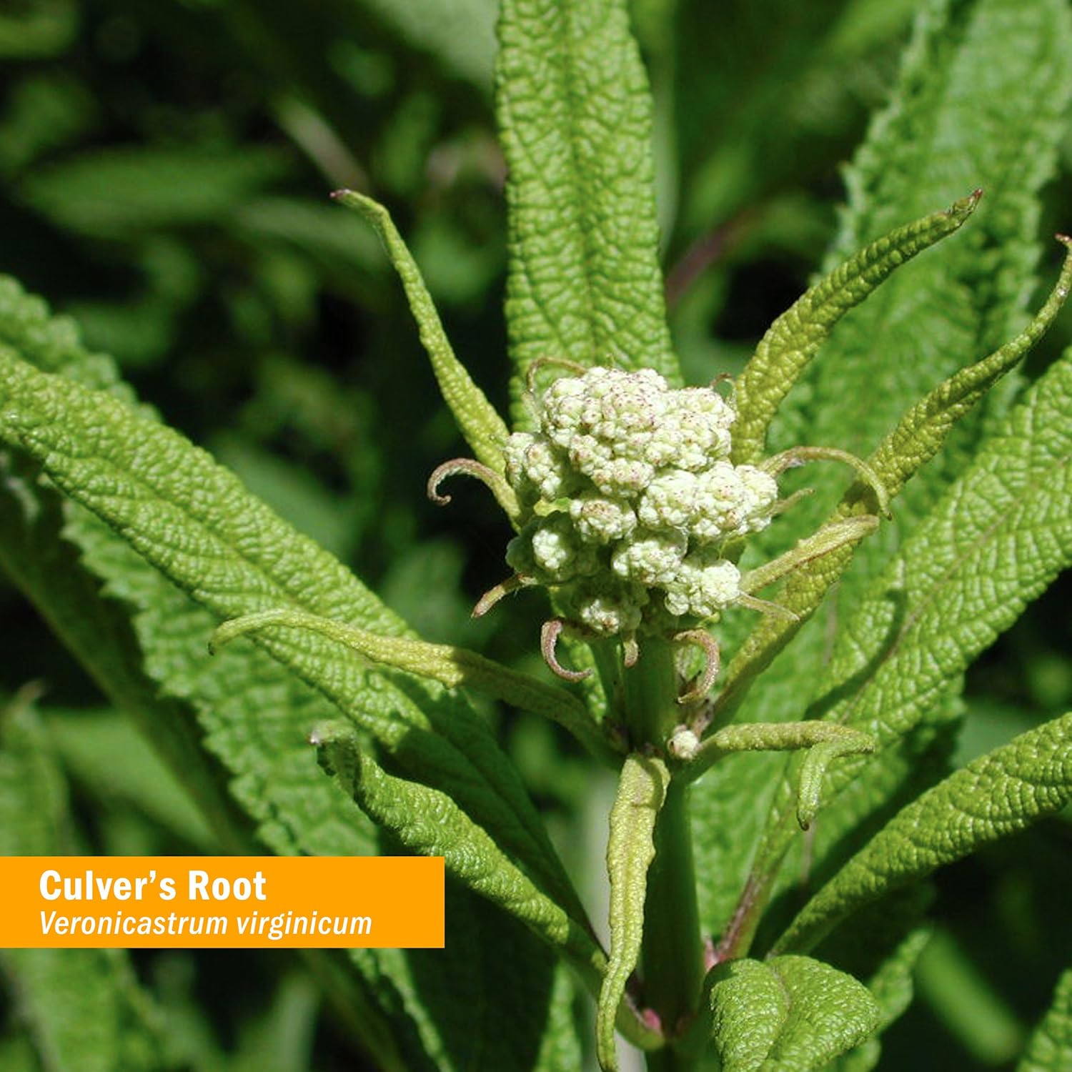 Certified Organic Culver's Root Liquid Extract for Cleansing & Detox - 1 oz by Herb Pharm