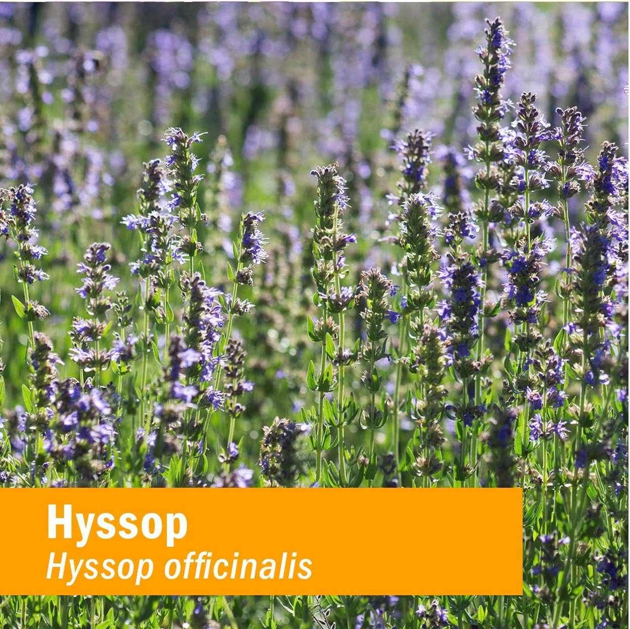 Certified Organic Hyssop Liquid Extract by Herb Pharm - 1 Ounce Bottle