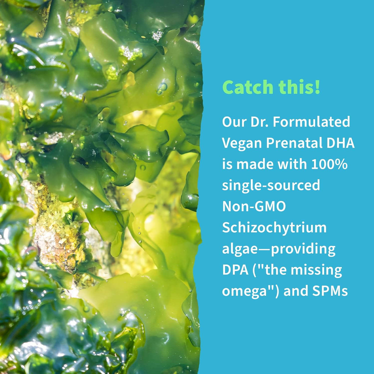 Certified Vegan Omega 3 Supplement with 400mg DHA + DPA from Algal Omega 3 - Non-GMO, Triglyceride Form, 30 Softgels