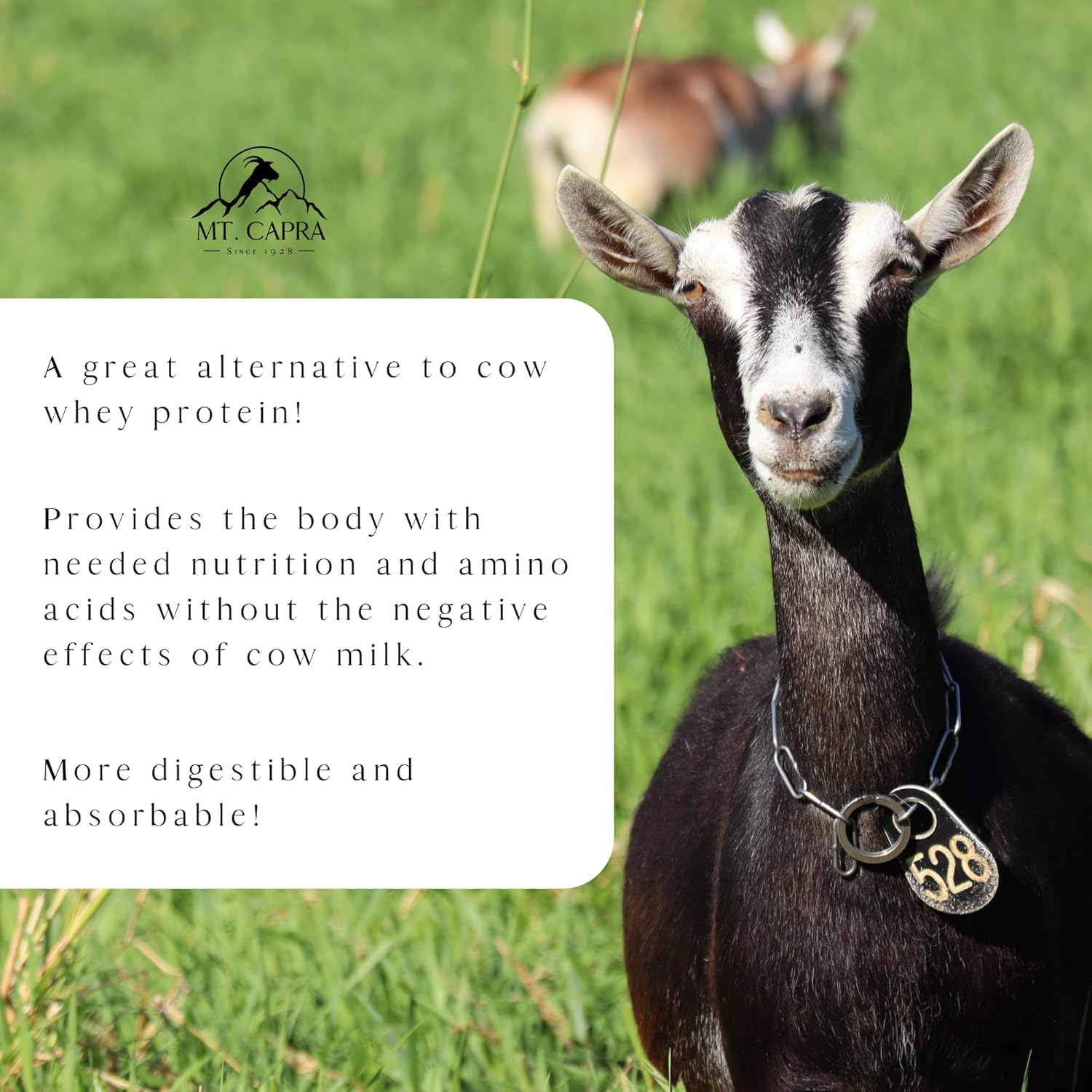 Clean Grass-Fed Goat Whey Protein Powder | High Protein, All Natural, Non-GMO | Undenatured, Unsweetened | 15 Servings - 16 oz