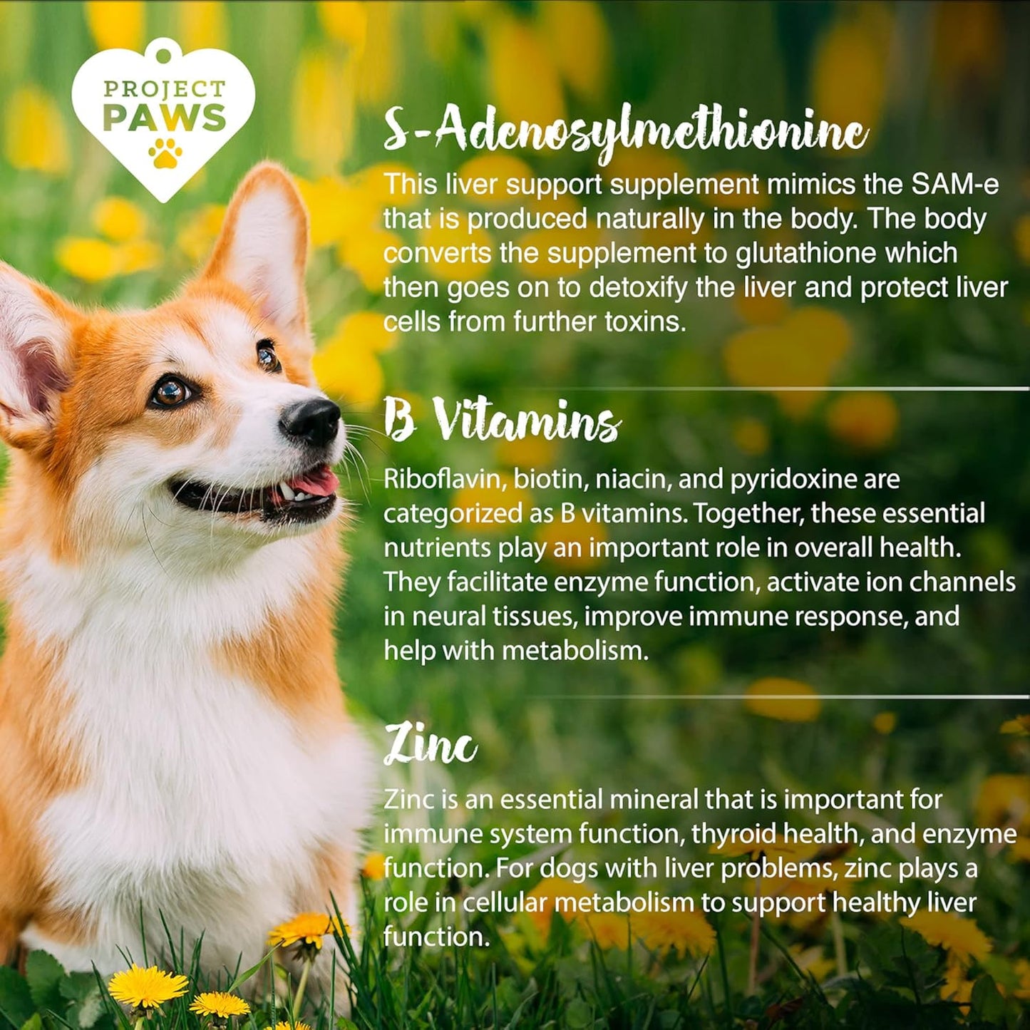 Cognitive Dog Supplement with Liver Support & Vitamin B for Dogs - S Adenosyl Methionine - 60 ct.