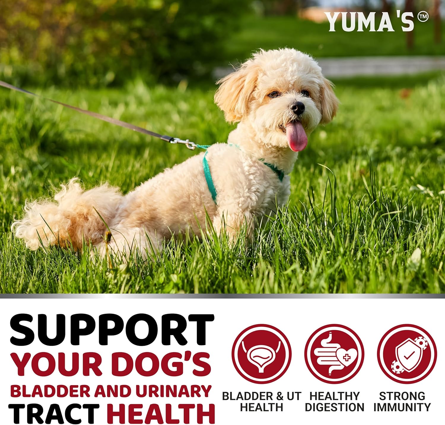 Cranberry Dog Treats for UTI - 170 Treats - Bladder Control & UTI Treatment - USA Made Vitamins & Supplements
