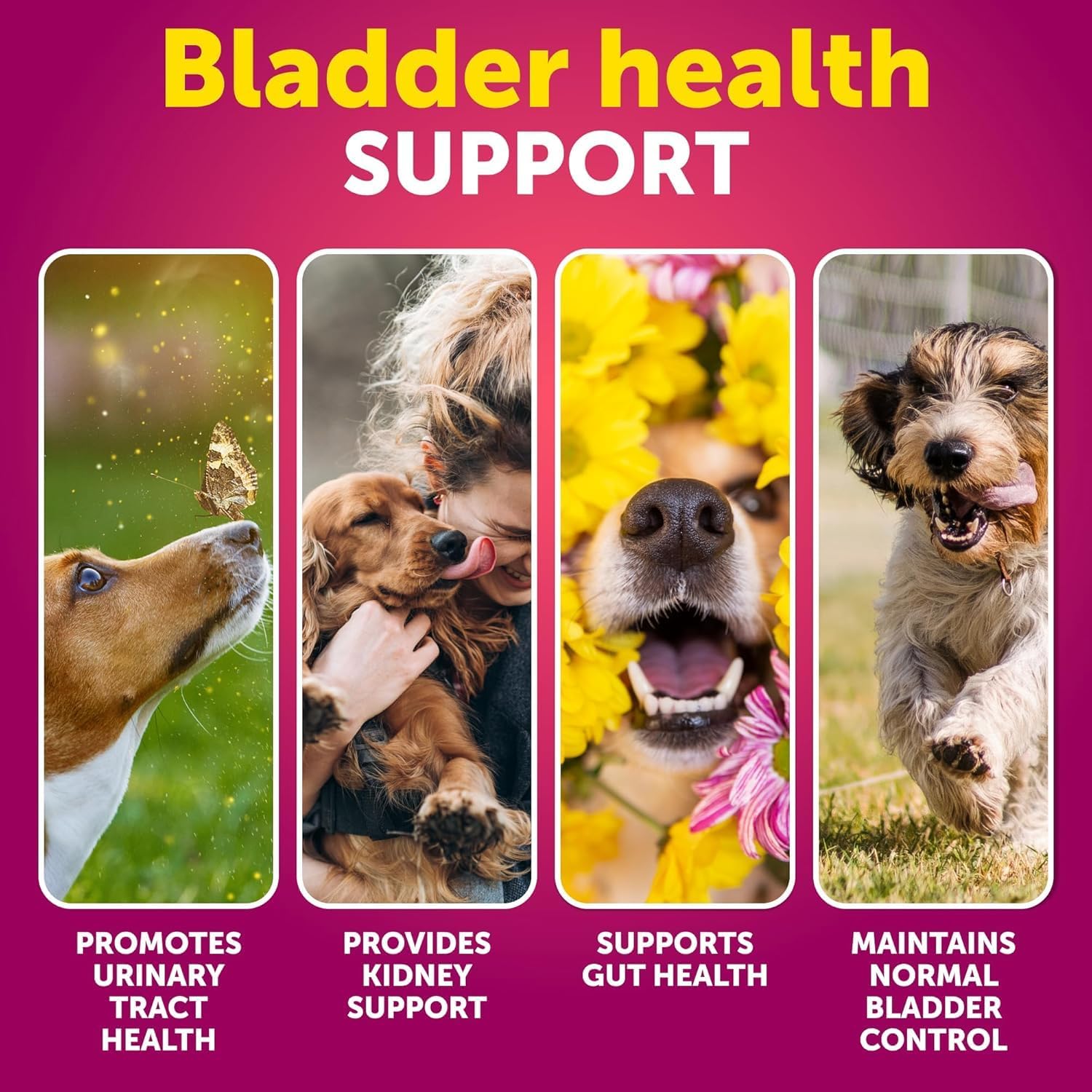 Cranberry Dog UTI Supplement - Bladder Control & Incontinence Pill - Treats Urinary Tract Infections, Bladder Stones - 70 Soft Chews for Kidney Support