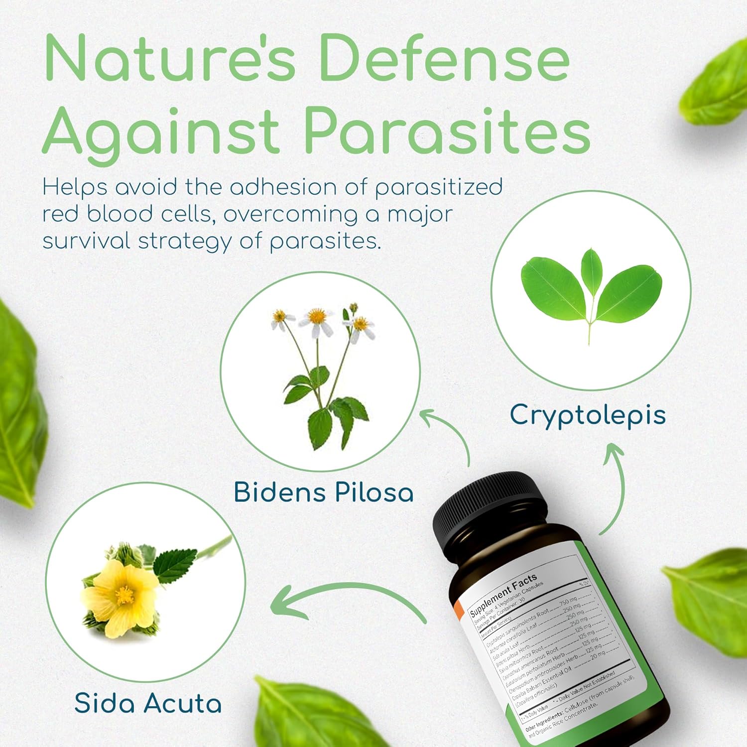 Cryptolepis Synergy: Immune System Booster & Liver Support Supplement for Adults - 120 Capsules