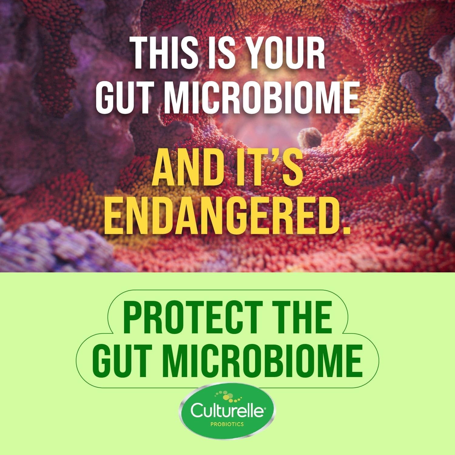 Culturelle Daily Probiotic Capsules: Clinically Studied Strain for Digestive Health, 30 CT, Men & Women, 1 Month Supply