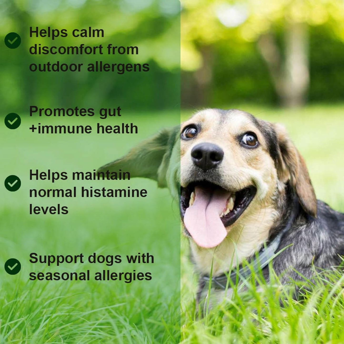 Dog Allergy Relief Chews with Probiotics and Immunity Support - Soothes Itchy Dogs, Supports Skin and Coat Health - 60 Tasty Bites