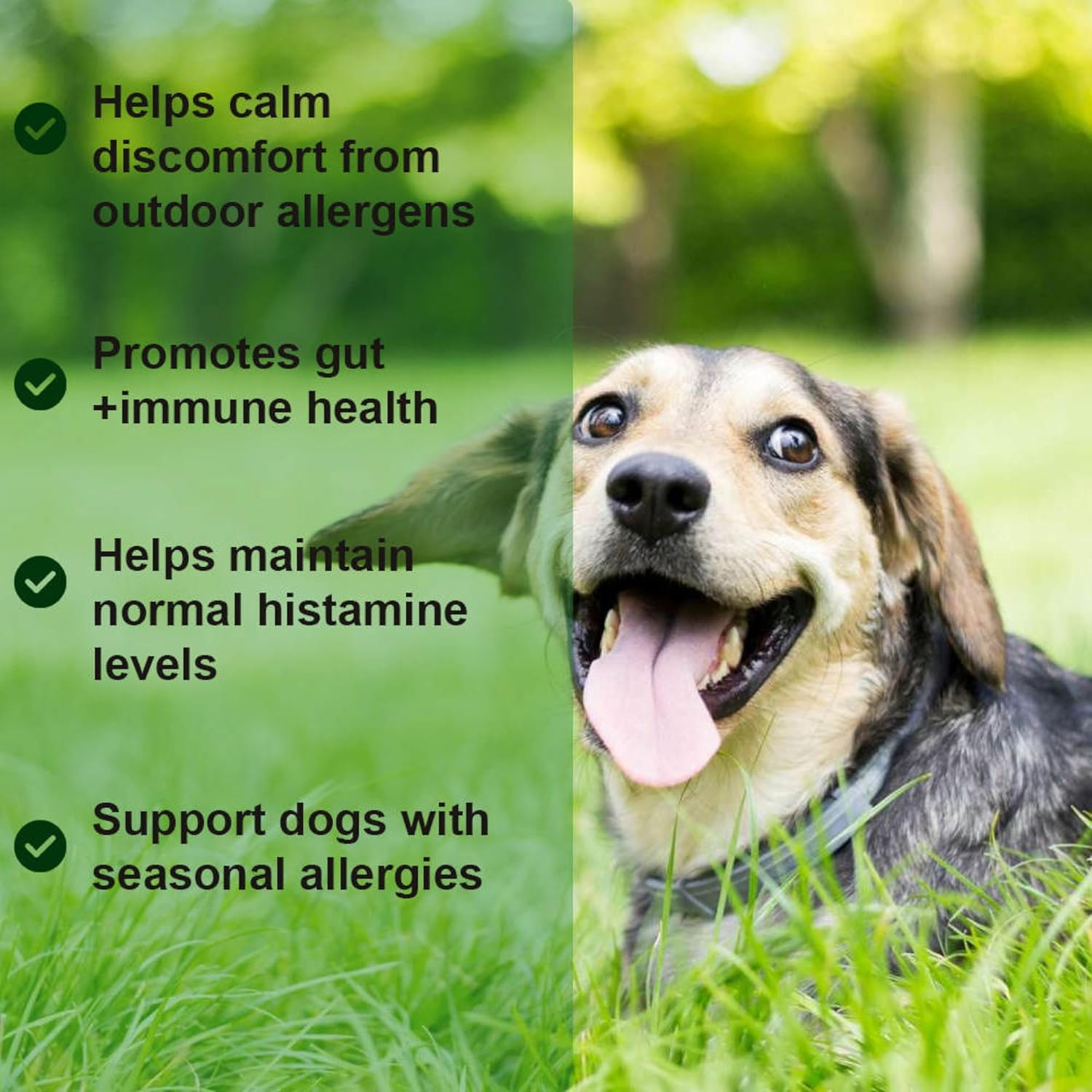 Dog Allergy Relief Chews with Probiotics and Immunity Support - Soothes Itchy Dogs, Supports Skin and Coat Health - 60 Tasty Bites