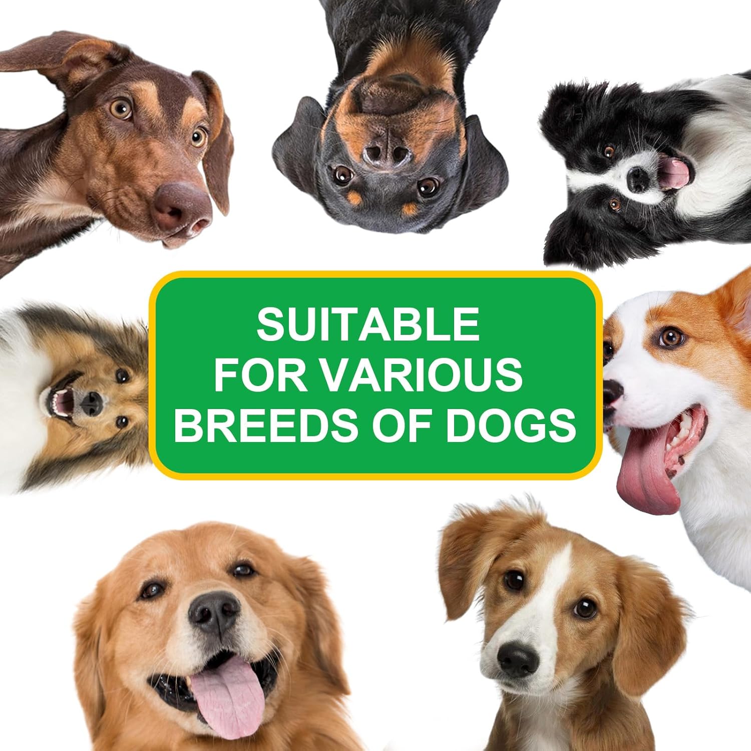 Dog Health Supplement Set: Antibiotics, Multivitamins, Topical Antibiotic for Skin Infections - 1 Piece