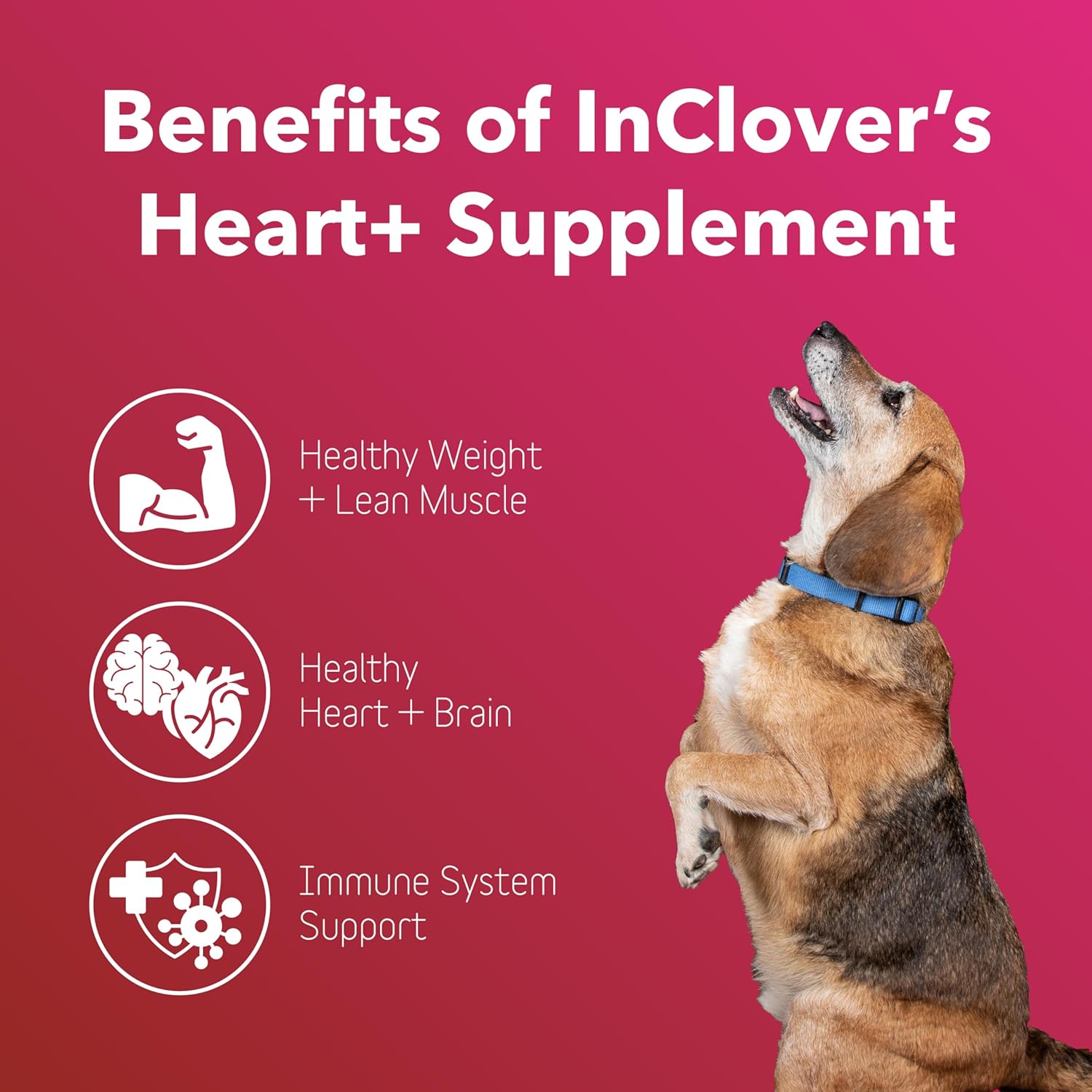 Dog Heart Health Supplement Powder with Taurine for Weight Management and Immune Support - InClover BioVibrant