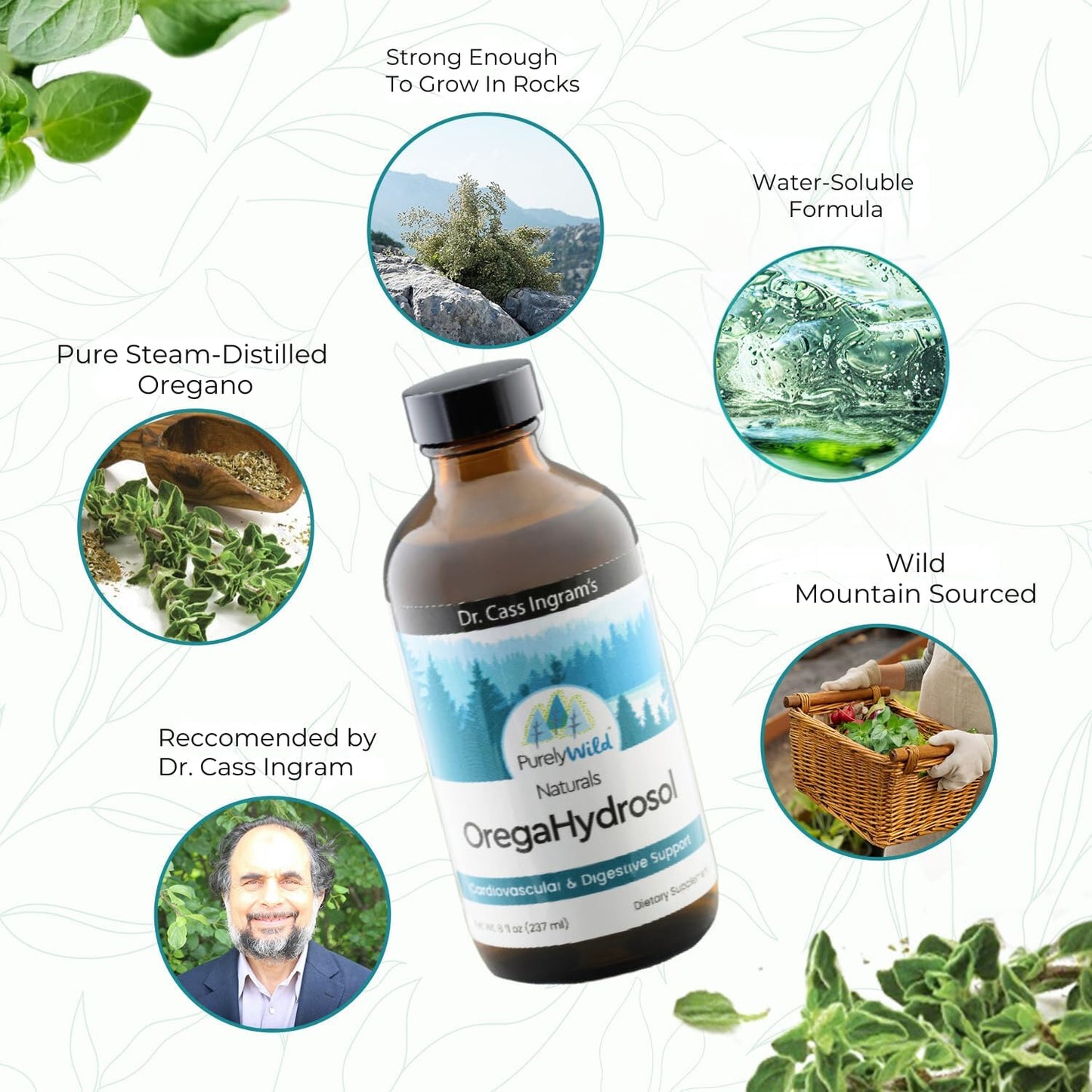 Dr. Cass Ingram's OregaHydrosol: Pure Wild Mediterranean Oregano Juice for Immune & Digestive Health - Non GMO - Steam-Distilled Essence - 8 fl oz
