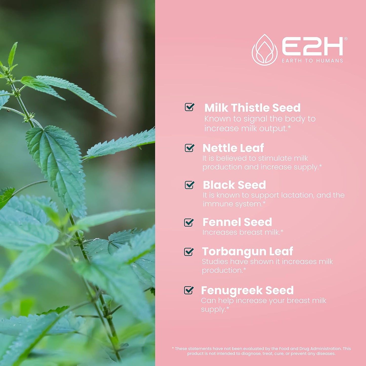 E2H Earth to Humans Breastfeeding Liquid Supplement with Fenugreek, Milk Thistle, Fennel - Vegan Lactation Support - Alcohol-Free - 2 Bottles