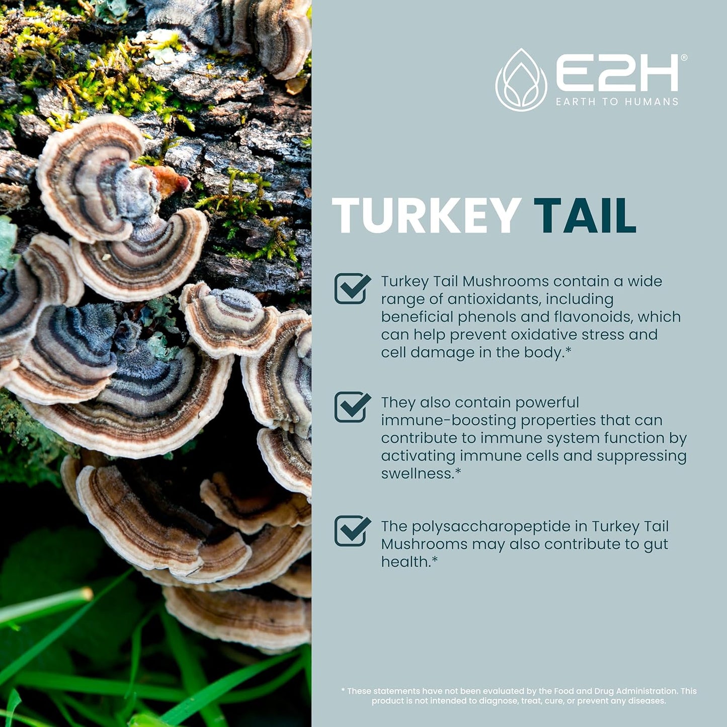 E2H Turkey Tail Mushroom Extract - Immune & Digestive Support Supplement - Non-GMO, Vegan - Pack of 3